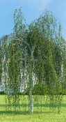 Береза бородавчатая фото 1
