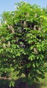 Каштан конский фото 1