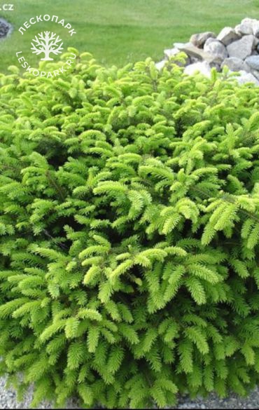 Ель обыкновенная Nidiformis фото 1