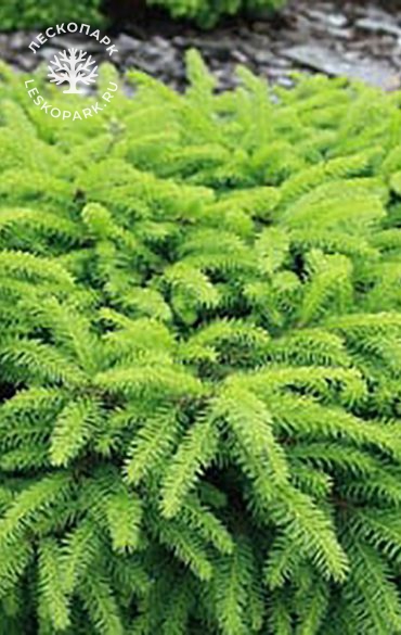 Ель обыкновенная Nidiformis фото 2