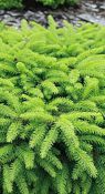 Ель обыкновенная Nidiformis фото 2