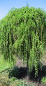 Лиственница европейская фото 2