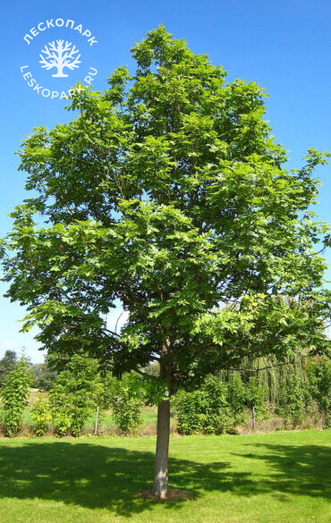 Ясень обыкновенный фото 1