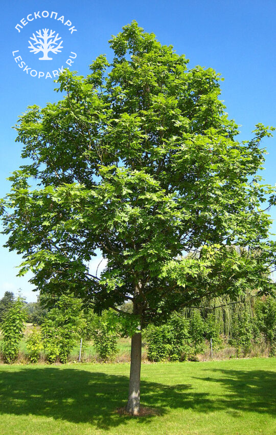Ясень обыкновенный