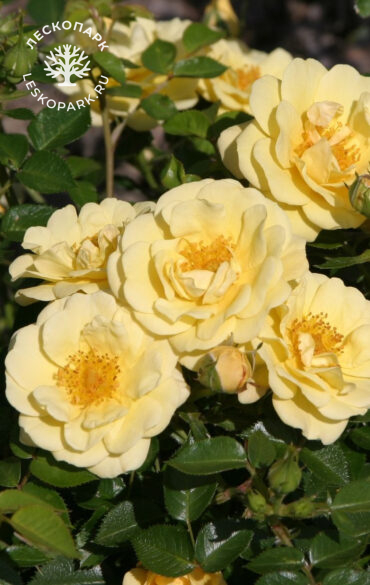 Yellow Dagmar Hastrup фото 1