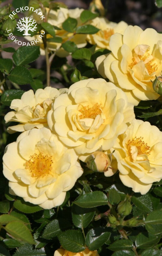 Yellow Dagmar Hastrup фото 7