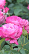 Blue River фото 1