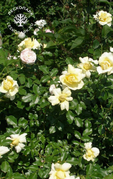 Gelbe Dagmar Hastrup (Moryelrug) фото 1