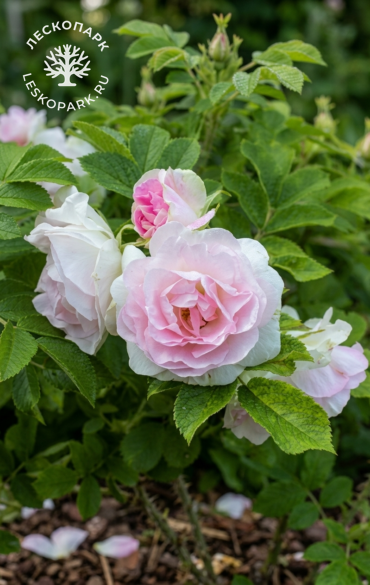 Ritausma фото 1