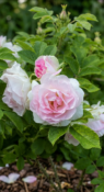 Ritausma фото 1