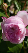 David Thompson фото 1