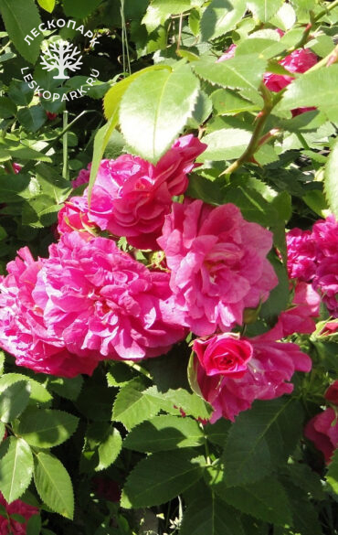 Captain Samuel Holland фото 1