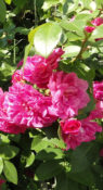 Captain Samuel Holland фото 1
