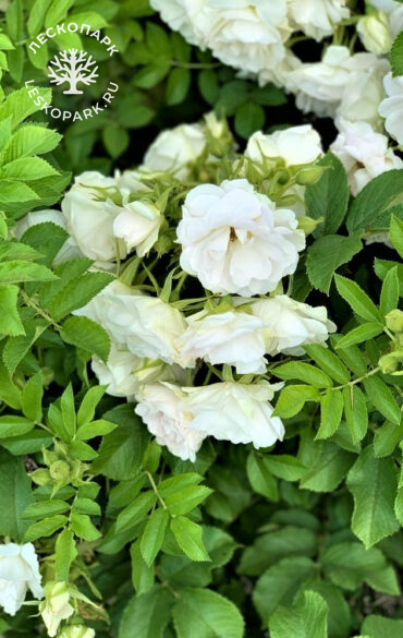 Ritausma фото 2