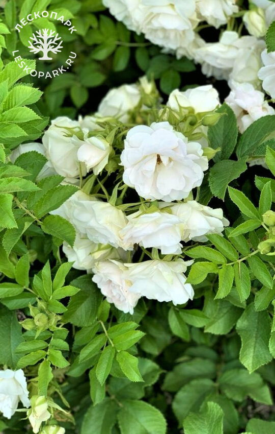 Ritausma фото 1