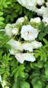 Ritausma фото 2