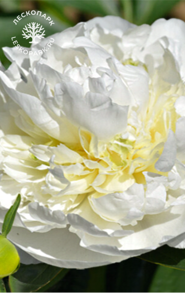 Пион Duchesse de Nemours фото 1