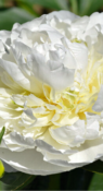 Пион Duchesse de Nemours фото 1