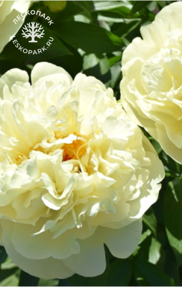 Пион Lemon Chiffon фото 1
