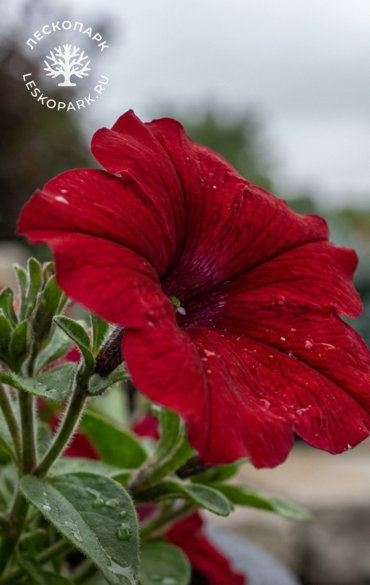 Петуния Surfinia Deep Red фото 1