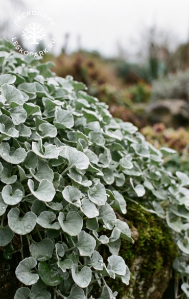 Дихондра Silver Falls фото 1