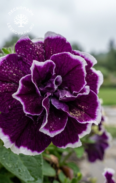 Петуния Tumbelina Susanne фото 1