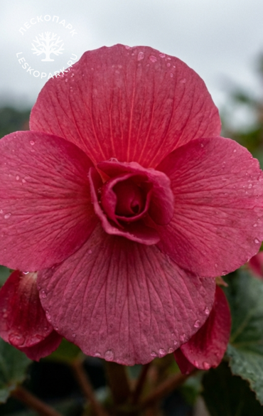 Бегония Ambassador Rose фото 1