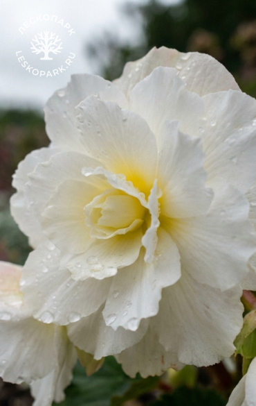 Бегония Ambassador White фото 1