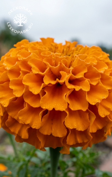 Тагетес Taishan Orange фото 1