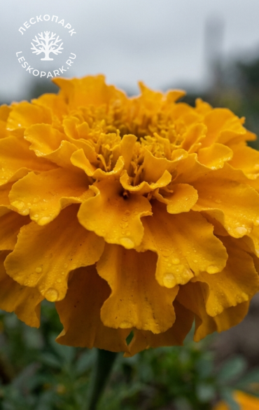 Тагетес Taishan  Yellow фото 1