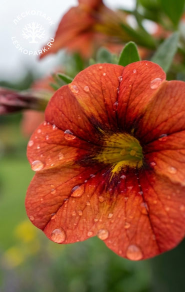 Калибрахоа Metro Early Orange фото 1