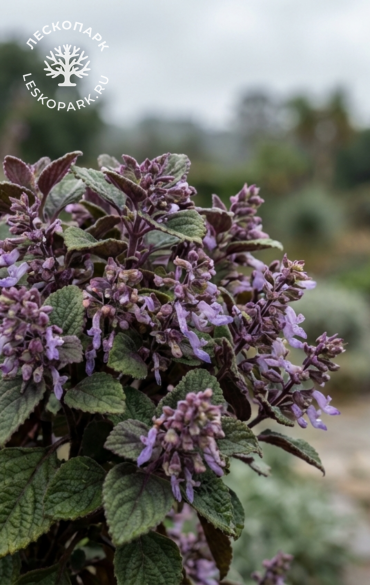 Плектрантус реснитчатый фото 1