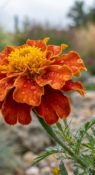 Тагетес отклонённый оранжевый фото 1