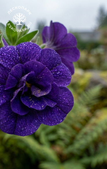 Бакопа Scopia Double Indigo фото 1