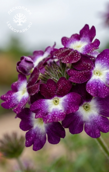 Вербена Vanessa Comp. Bicolor Purple фото 1