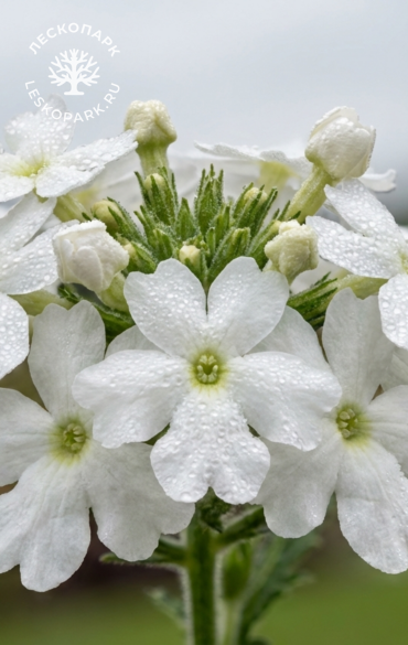 Вербена Vanessa Comp.White фото 1
