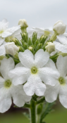 Вербена Vanessa Comp.White фото 1