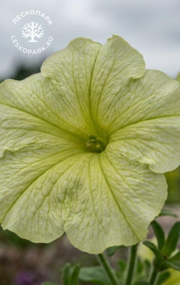 Петуния hybrida Surfinia Lime фото 1