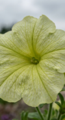 Петуния hybrida Surfinia Lime фото 1