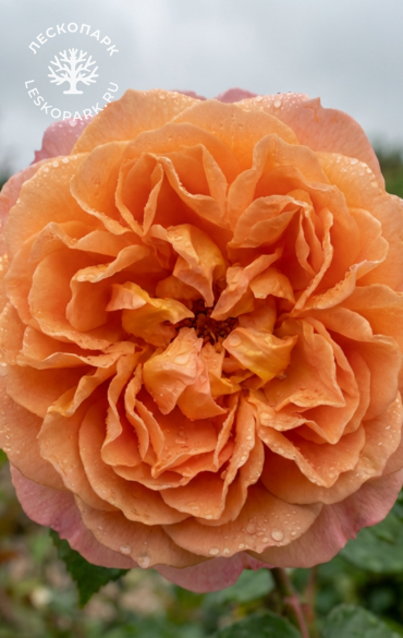 Леди оф Шалот фото 1