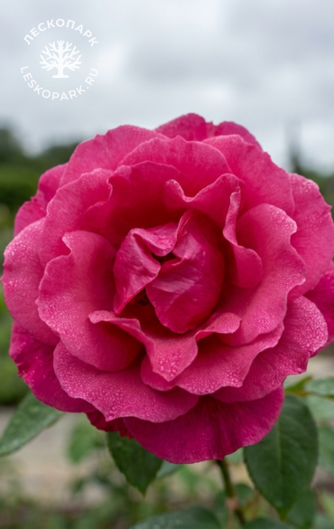 Alexander MacKenzie фото 1