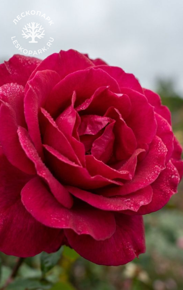 Frontenac фото 1