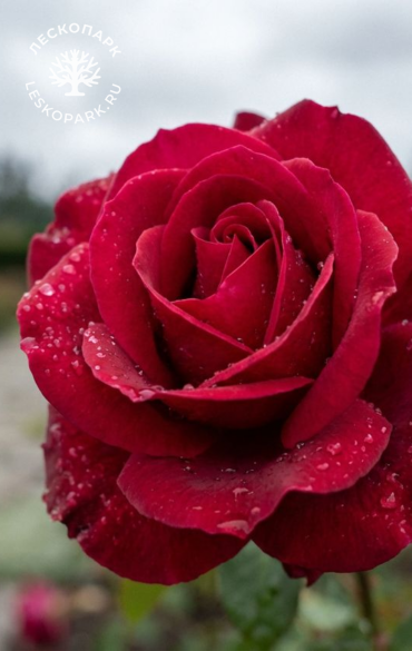 George Vancouver фото 1