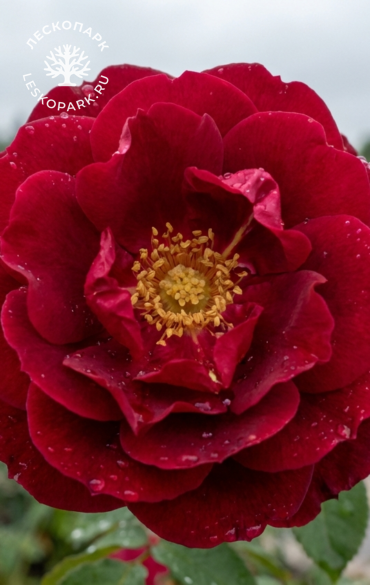 Henry Kelsey фото 1