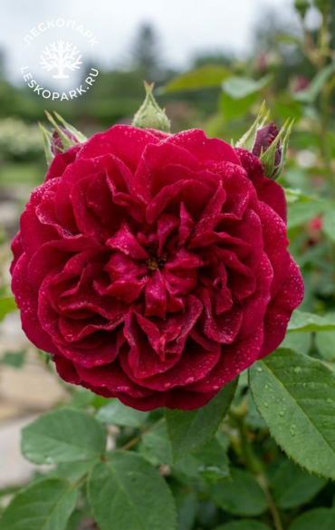 John Franklin фото 1