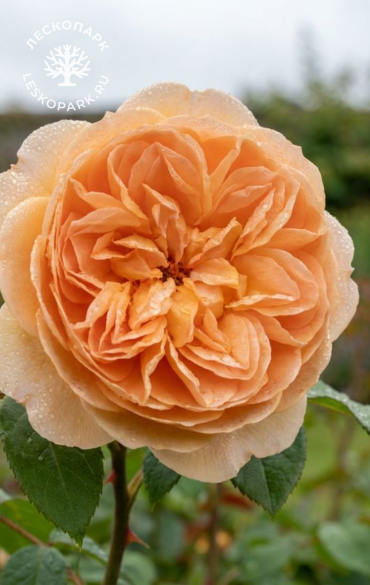 Ти Клиппер фото 1