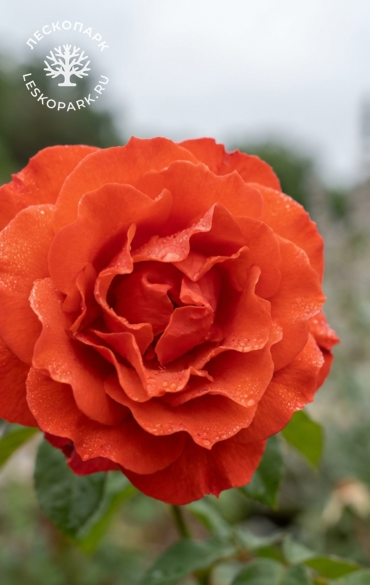 Morden Fireglow фото 1