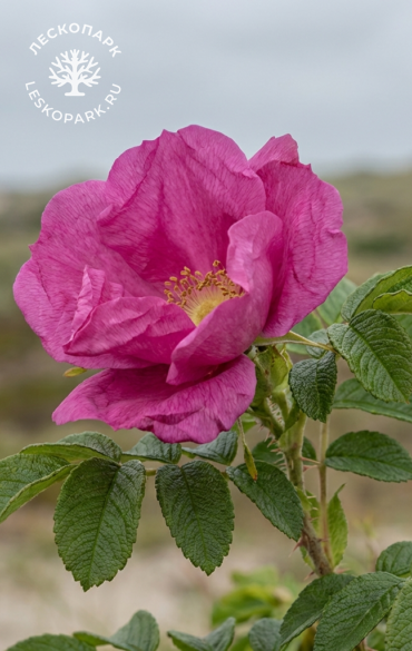Strandperle Norderney фото 1