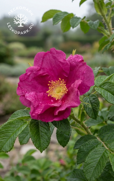 Street Dance (Boruistda) фото 1