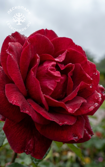 Роза Hansaland фото 1